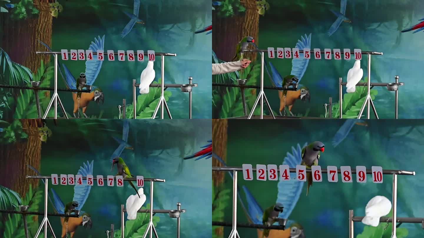 动物园里驯化师训练金刚鹦鹉-计算题