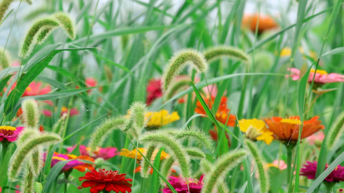 摇曳的狗尾草与鲜花4K