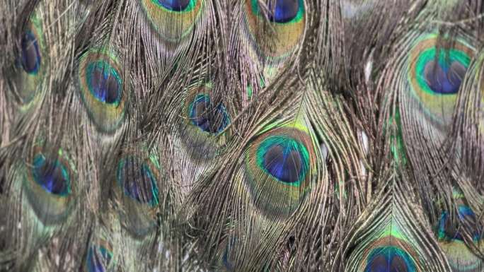 孔雀 孔雀羽毛 蓝孔雀 华丽的羽毛 鸟类