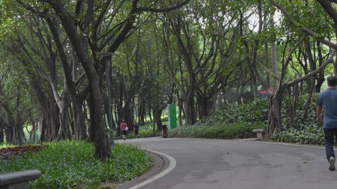 4K实拍夏天广州天河公园林荫小道散步市民