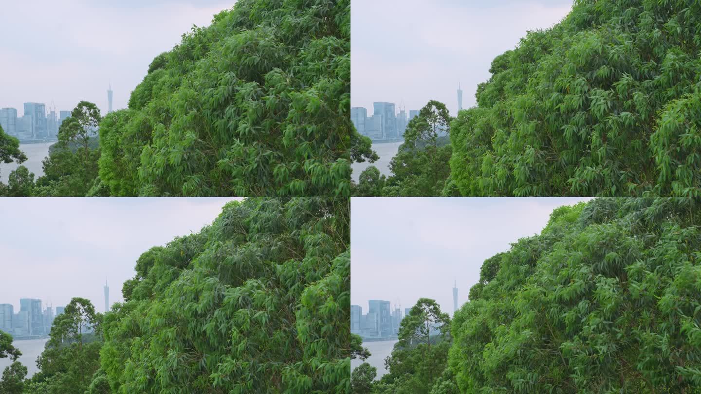 夏日广州大雨前摇摆的树叶远眺广州塔小蛮腰