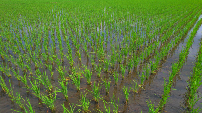 水稻、水稻青苗、东北水稻、稻田