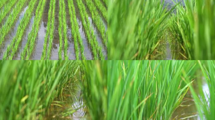 六月的水稻田间