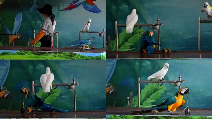 动物园里驯化师训练金刚鹦鹉-骑滑板车