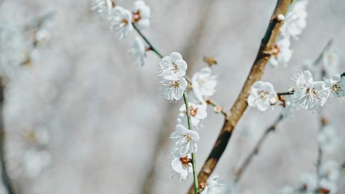 白色梅花情人梅春天花朵初春盛开赏梅花