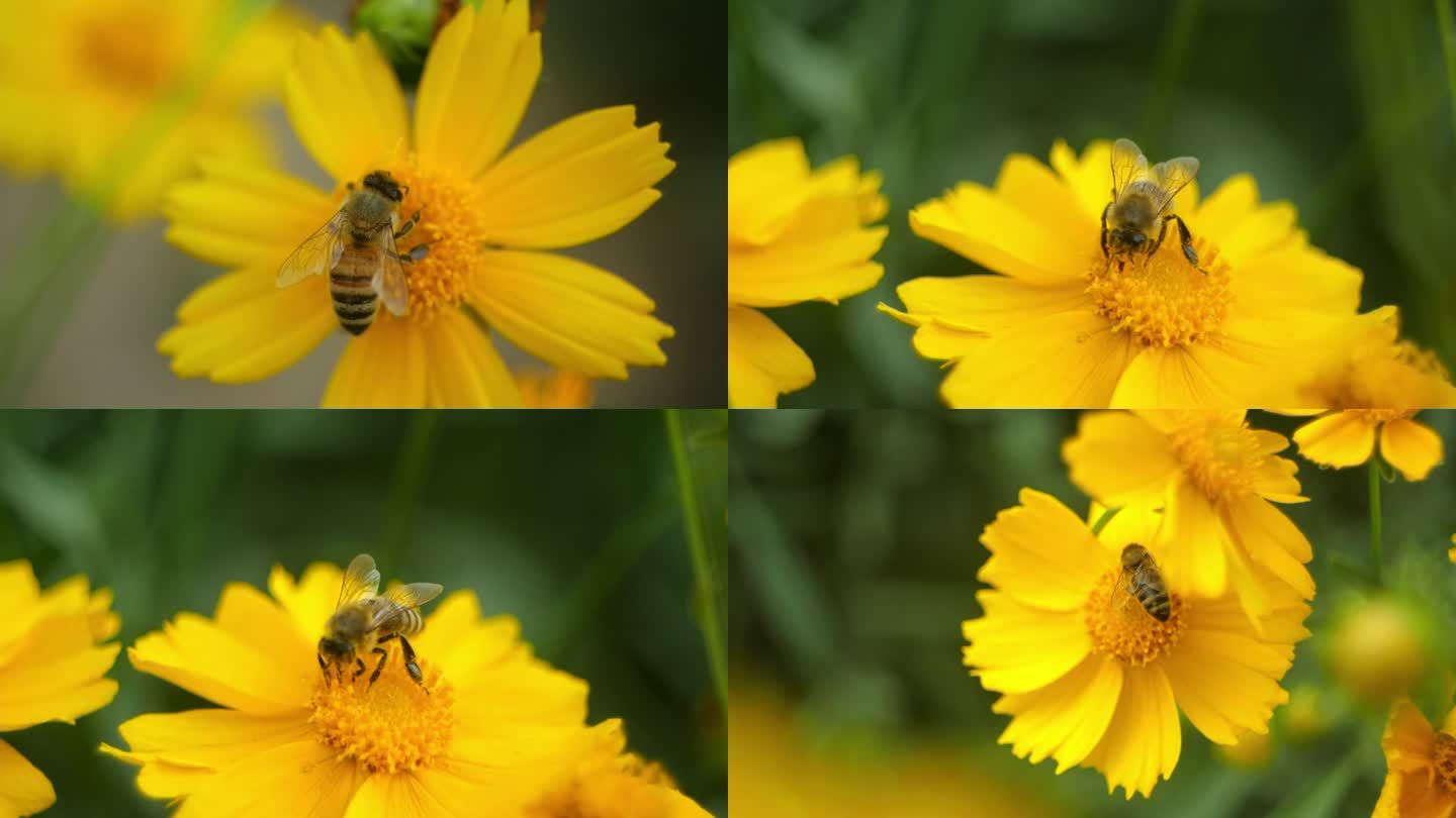 蜜蜂微距