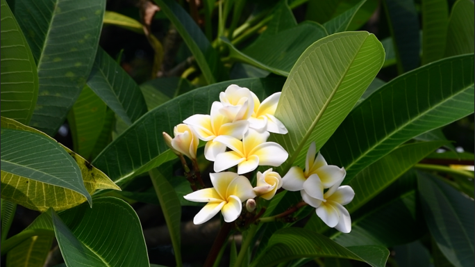 花朵大自然鲜花花草花树公园