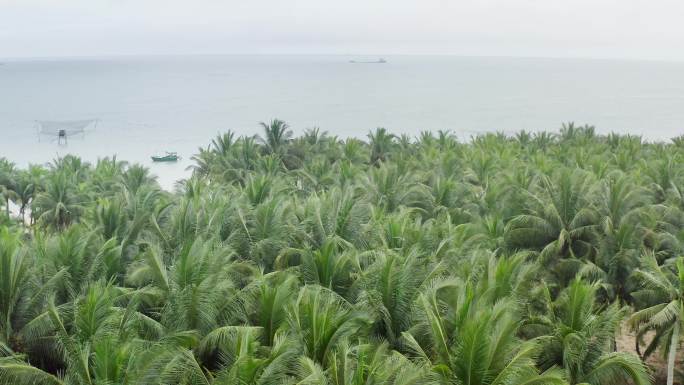 海南文昌东郊椰林风光