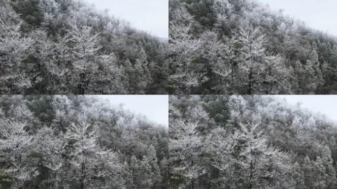 金华 东阳 东白山 下雪 雪景 航拍