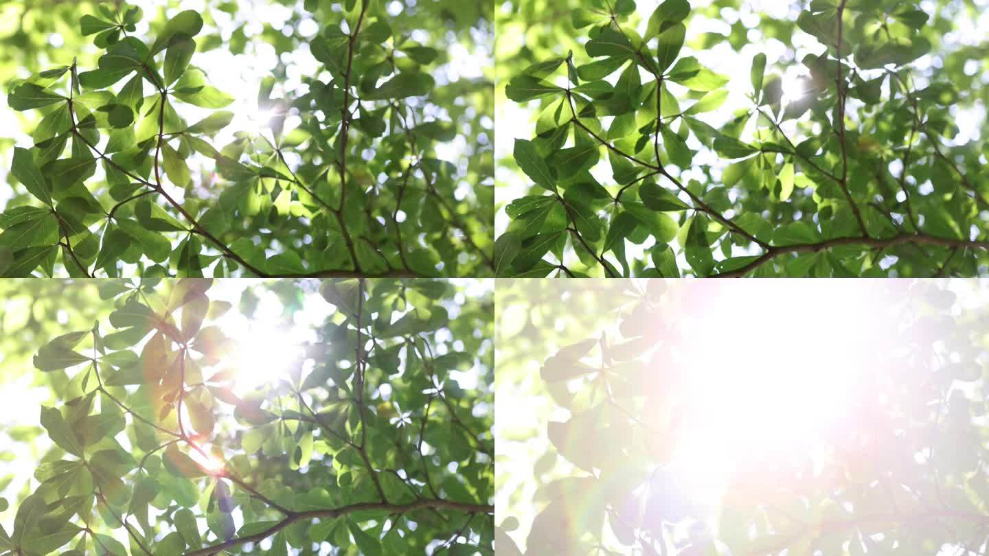 【4k原创】阳光透过树叶素材