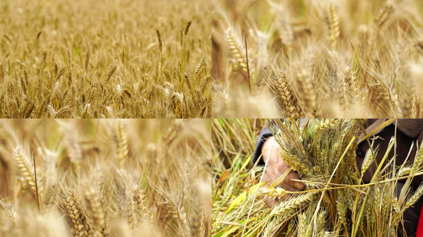 麦田空镜 麦子丰收 小麦收割 版本2
