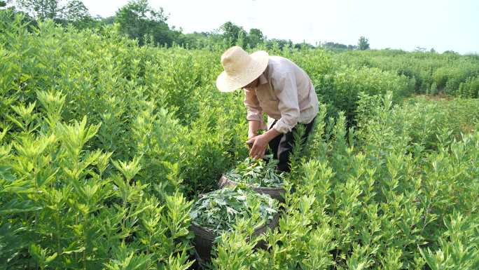 艾叶种植 种植基地