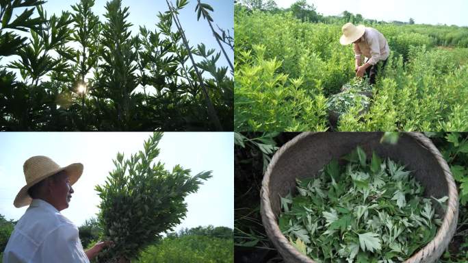 艾叶种植 种植基地