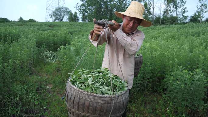 艾叶种植 割艾草