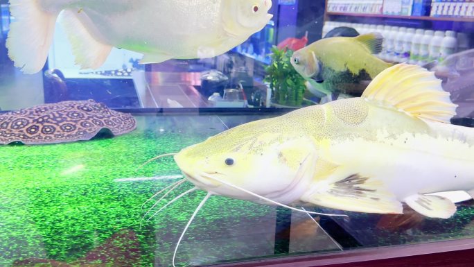 水族市场中鱼缸内的观赏鱼种