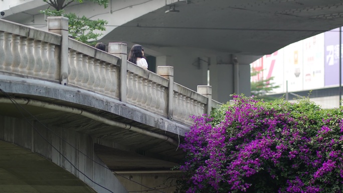 高温天气下的三角梅