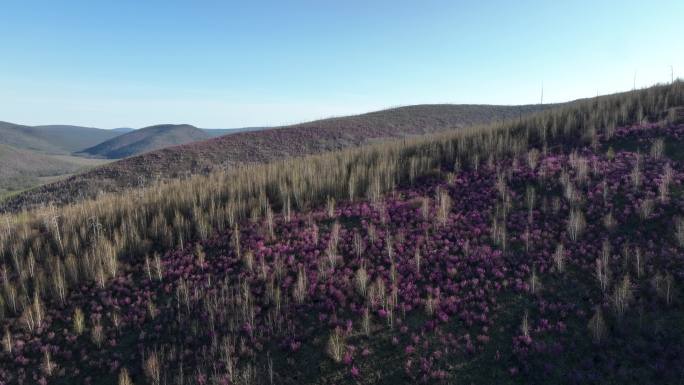 航拍大兴安岭漫山遍野的杜鹃花