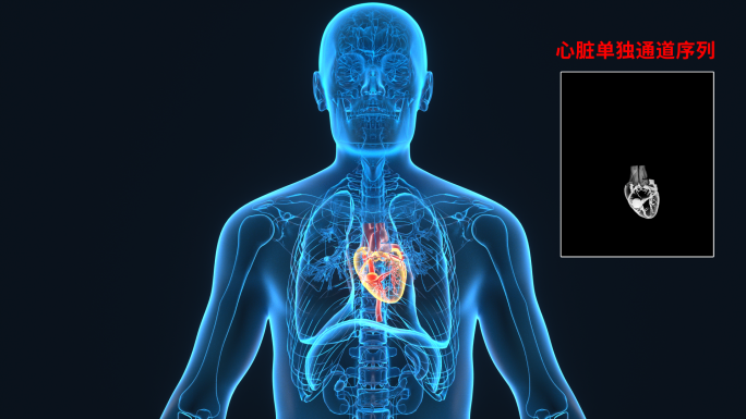 4K 心脏人体器官心肺功能心脏病冠心病