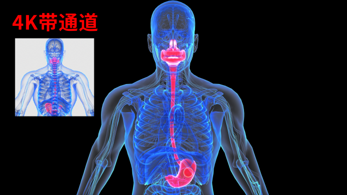 4K 食道消化系统喉咙胃部嘴巴呼吸道器官