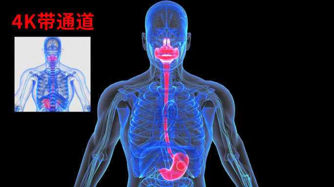 4K 食道消化系统喉咙胃部嘴巴呼吸道器官