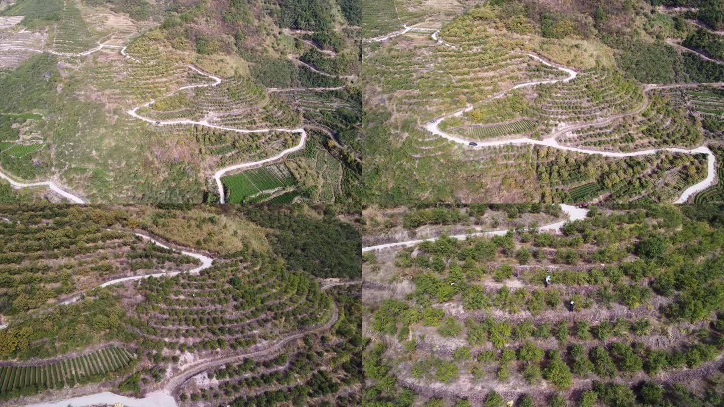 大山航拍 山茶树种植 山茶籽