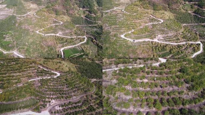 大山航拍 山茶树种植 山茶籽