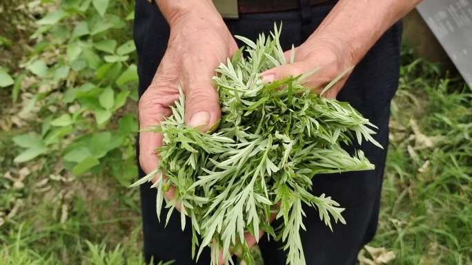 野艾蒿 荫地蒿 野艾小叶艾狭叶艾摘艾叶