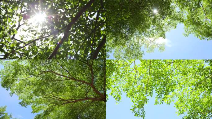 阳光下的树叶夏日清新