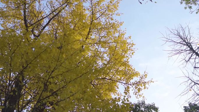 银杏随风飘荡 银杏 金秋 秋天