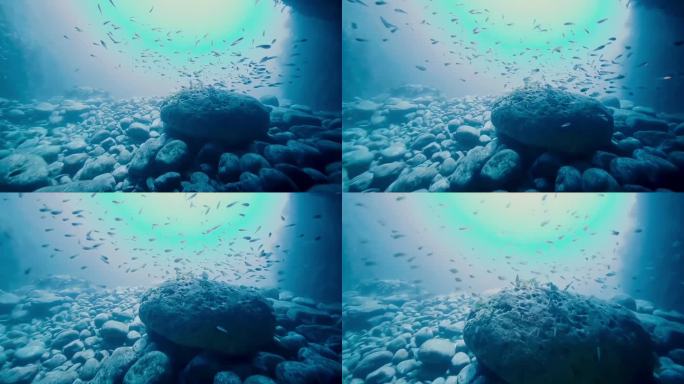 4K实拍海底世界鱼群礁石