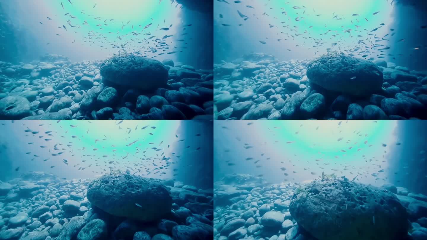 4K实拍海底世界鱼群礁石