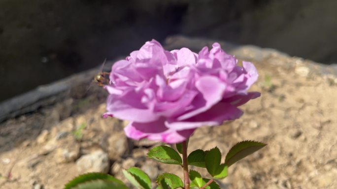 紫色的蓝色阴雨月季花