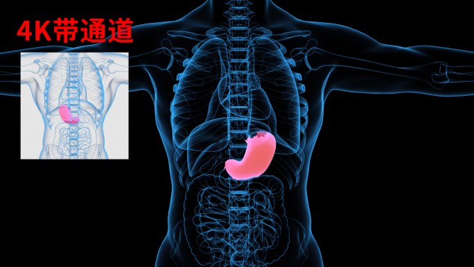 4K 胃部人体泌尿系统器官胃病胃食管反流