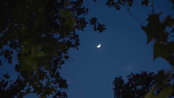 夜幕降临傍晚树影残月月亮
