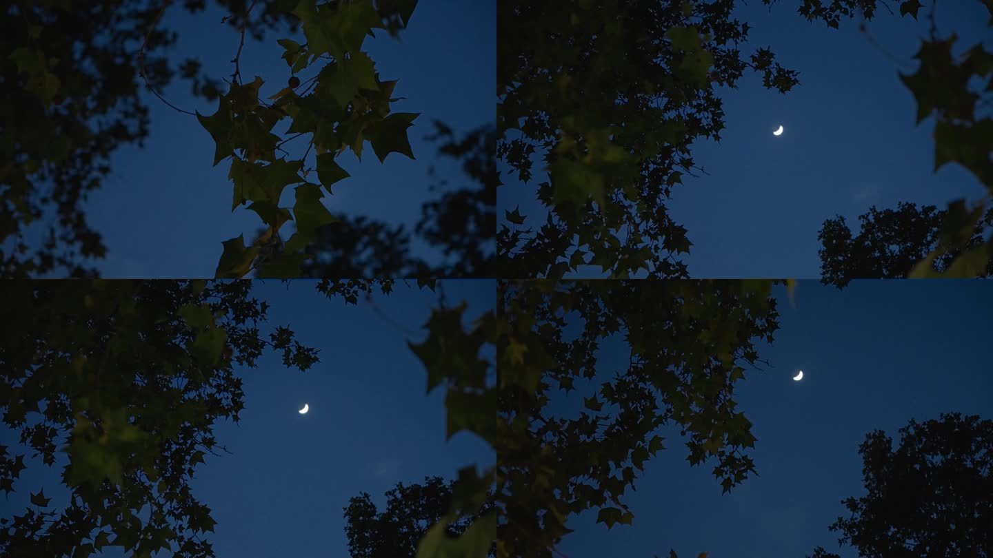 夜幕降临傍晚树影残月月亮