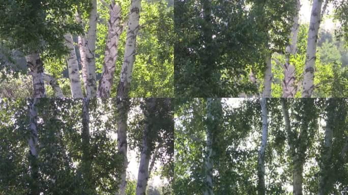 野生丛生的疣枝桦---上下摇拍