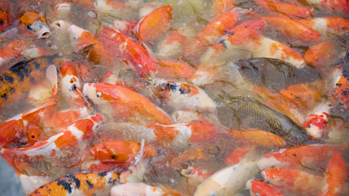 【4K原创】锦鲤鲤鱼鱼群抢食的锦鲤