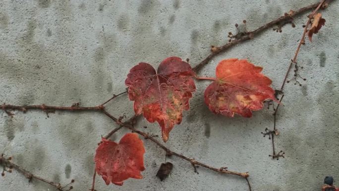 下雨素材-秋雨红叶