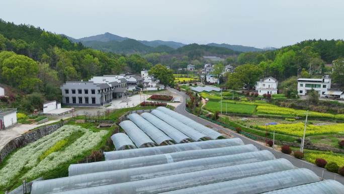 大棚基地 油菜花 油菜基地 美丽乡村