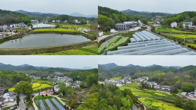 大棚基地 油菜花 油菜基地 美丽乡村