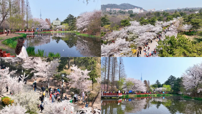 中山公园樱花盛开