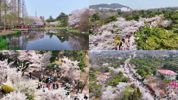 中山公园樱花盛开