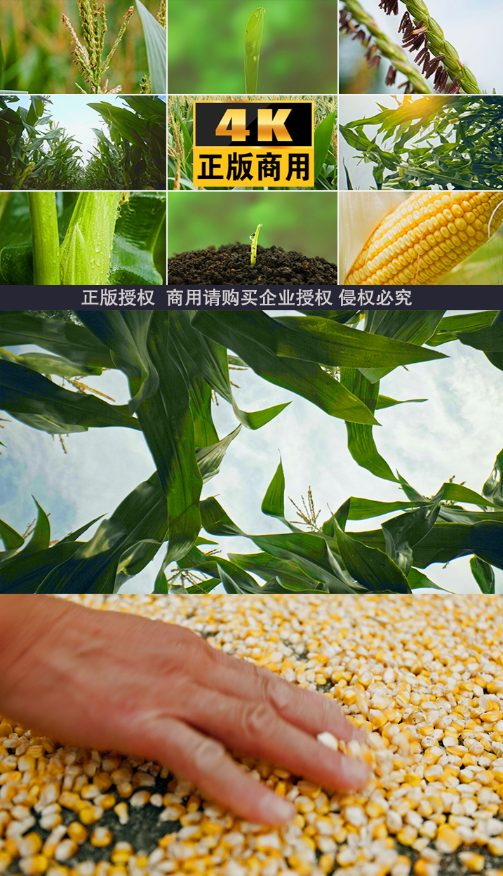玉米农业五谷粮食生长玉米种植玉米种子发芽