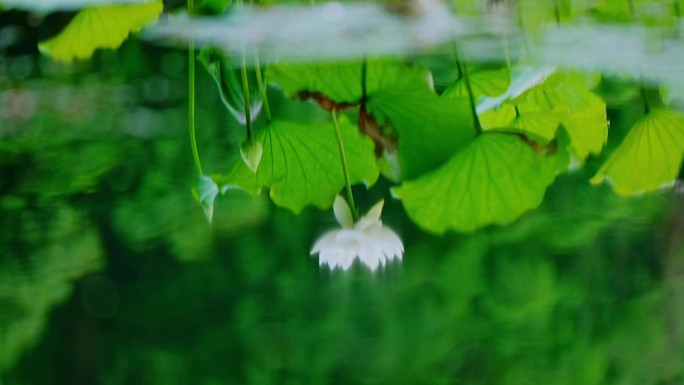 杭州西湖曲院风荷荷花