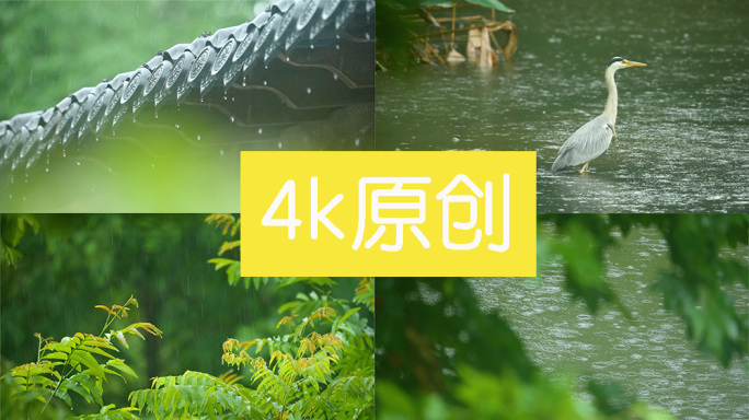 4k大自然雨水谷雨惊蛰立春绿树叶屋檐水滴