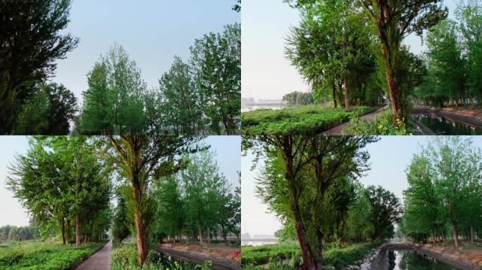昆明生态湿地绿树成荫航拍4k