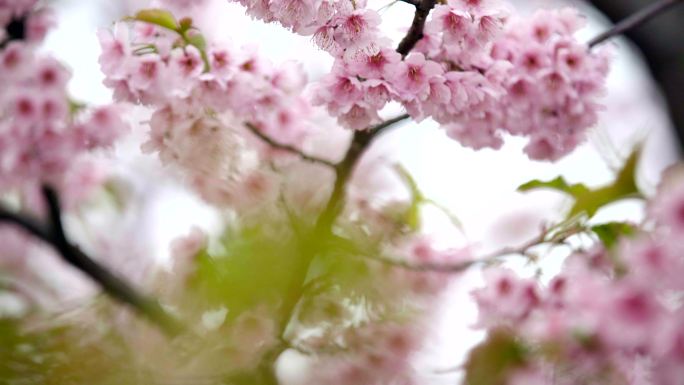 樱花盛开樱花树枝蜜蜂采蜜 组镜