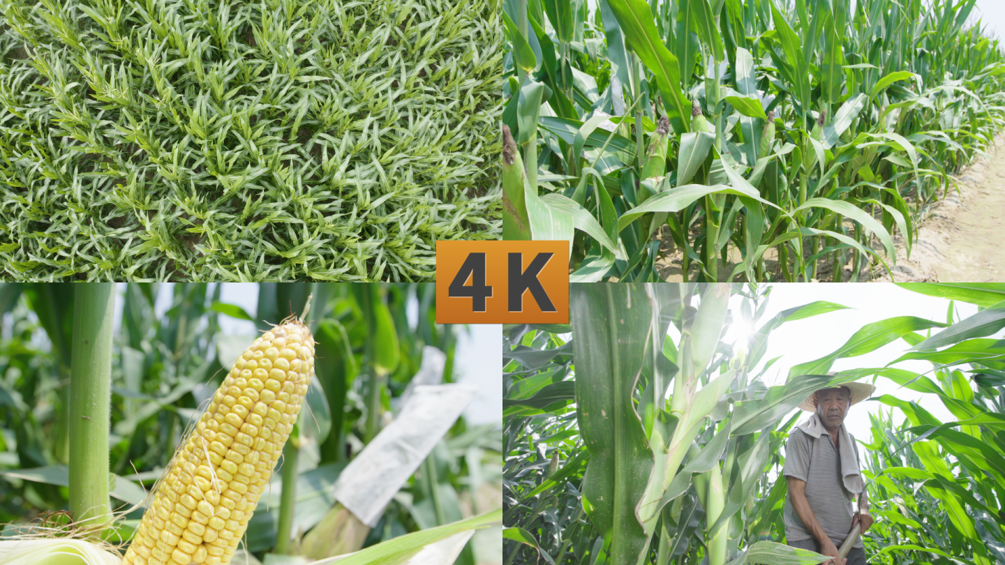 玉米苞米地农民劳作农业耕种丰收4K素材