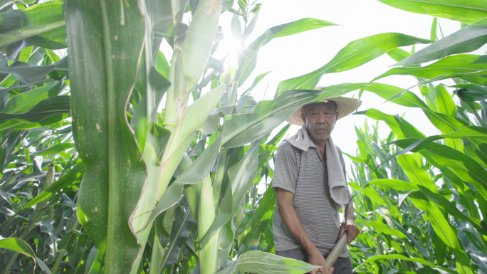 玉米苞米地农民劳作农业耕种丰收4K素材