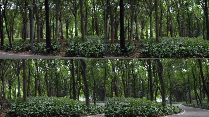 4K升格实拍广州夏天天河公园林荫小路美景
